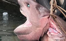 Mersin’de ölü “altı solungaçlı köpek balığı” kıyıya vurdu